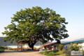 인안리 느티나무 썸네일 이미지