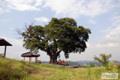 노곡리 느티나무 썸네일 이미지