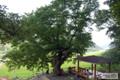 나정리 느티나무 썸네일 이미지