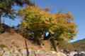 신곡리 느티나무 썸네일 이미지