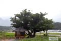 벌지2리 느티나무 썸네일 이미지