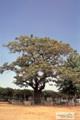 오동나무 썸네일 이미지