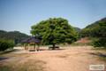 배꼽마당의 정자와 느티나무 썸네일 이미지
