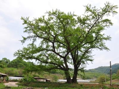 활산리 늘골 은행나무 썸네일 이미지